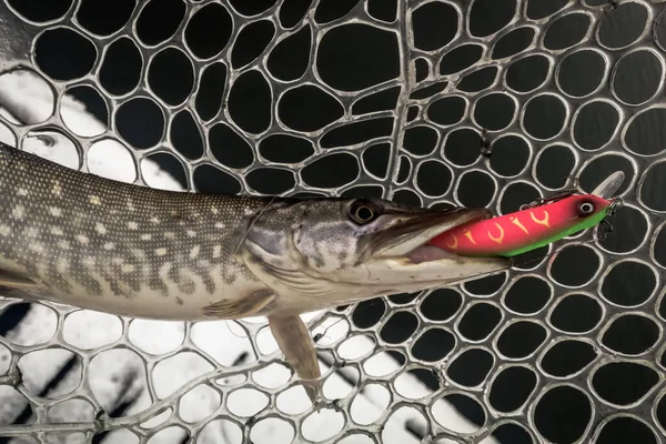 Pesca Del Luccio Sul Lago Attività Ricreative Pesca — Foto Stock