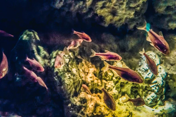 Hermoso Mundo Submarino Peces Algas Marinas — Foto de Stock