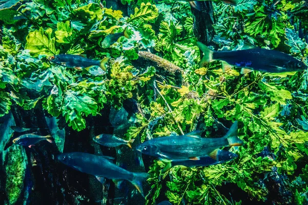 魚のきれいな水中世界海藻海 — ストック写真