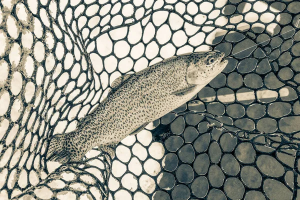 Pesca Alla Trota Fondo Scuro — Foto Stock