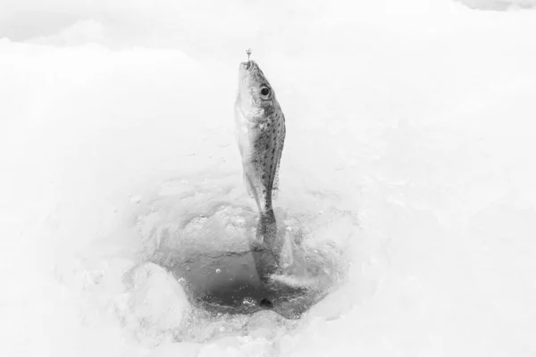 Pesca Gelo Inverno Lago Gelado — Fotografia de Stock