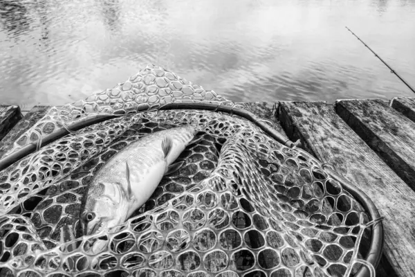 Łowienie Szczupaków Jeziorze — Zdjęcie stockowe