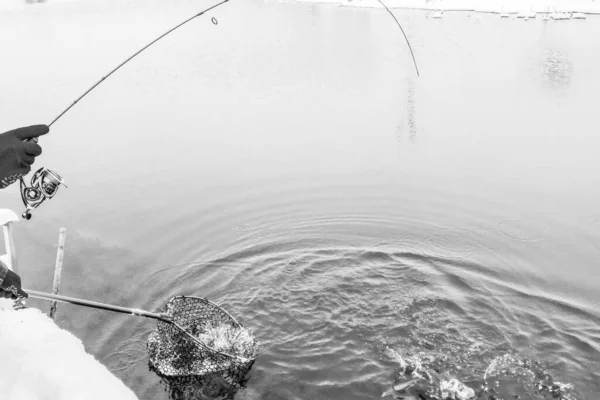 Pesca Truta Lago — Fotografia de Stock