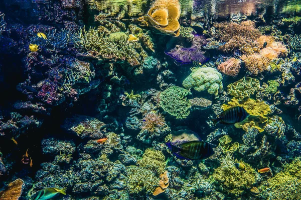 Belo Mundo Subaquático Mar Algas Peixe — Fotografia de Stock