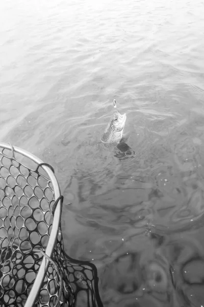 Pesca Esporte Recreação Fundo — Fotografia de Stock