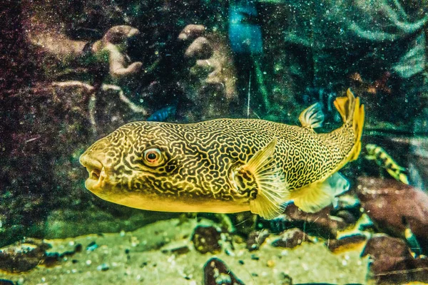 Belo Mundo Subaquático Mar Algas Peixe — Fotografia de Stock