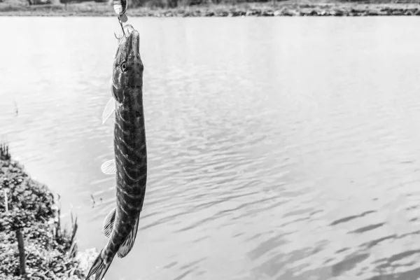 Pesca Descanso Rural Contexto Sobre Tema Recreación —  Fotos de Stock