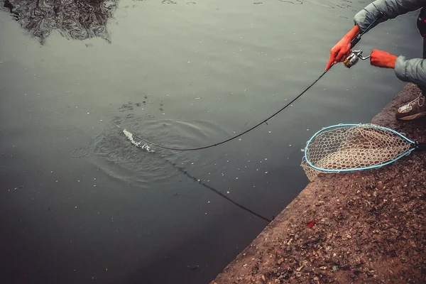 Vissen Forel Aan Het Meer Sportvissen Buitenactiviteiten — Stockfoto