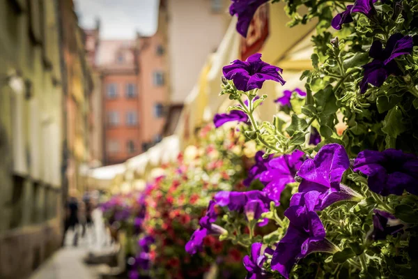 Architektura Starego Polskiego Miasta Wrocław — Zdjęcie stockowe