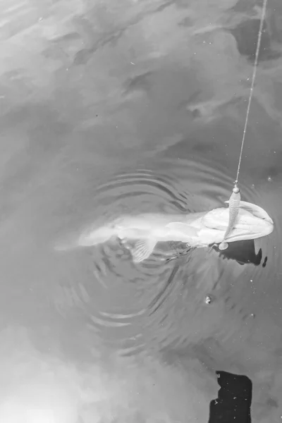 Pêche Dans Lac Nature Loisirs Fond — Photo