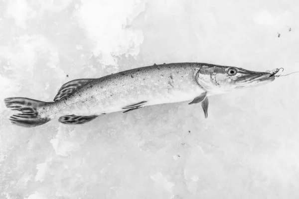 Pesca Fundo Gelo — Fotografia de Stock