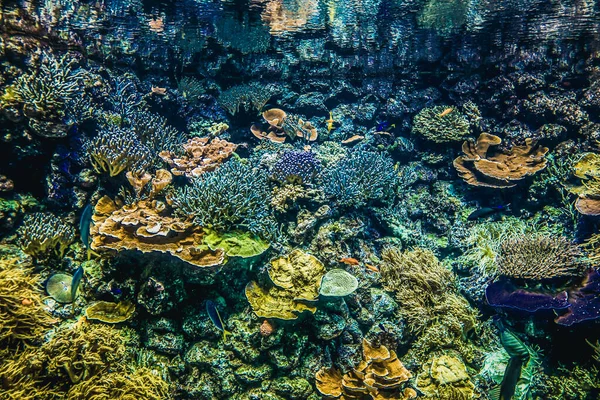 Belo Mundo Subaquático Mar Algas Peixe — Fotografia de Stock
