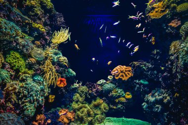 Balık yosunlarının güzel sualtı dünyası