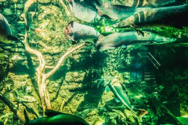 Balık yosunlarının güzel sualtı dünyası