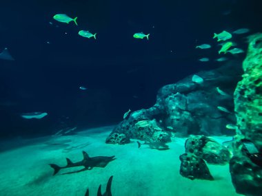 Balık yosunlarının güzel sualtı dünyası