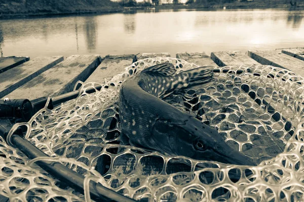 Pike Halászat Tavon — Stock Fotó