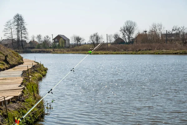 Pesca Carpas Hermosas Carpas Orilla — Foto de Stock