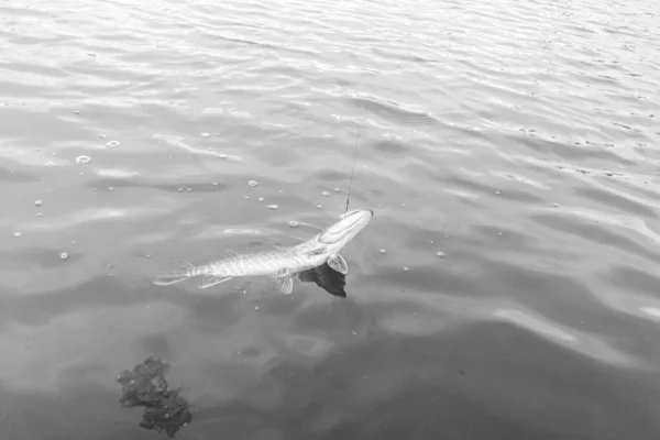 Łowienie Szczupaków Jeziorze — Zdjęcie stockowe
