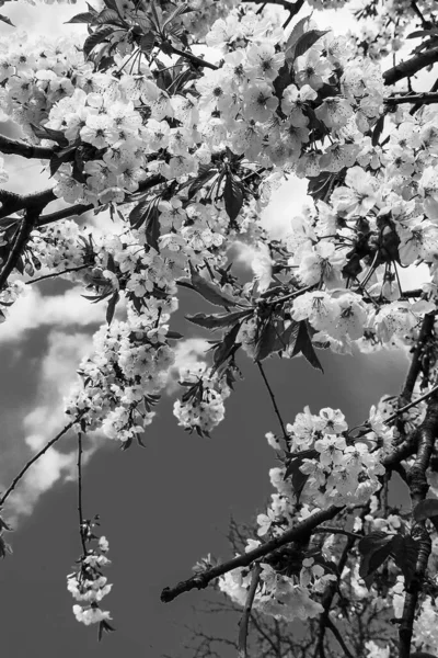 Adorável Flor Primavera Flores Fundo — Fotografia de Stock