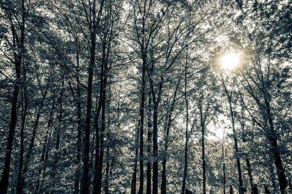 아름다운 공원의 — 스톡 사진