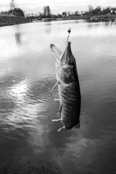 Pesca Lúcio Lago — Fotografia de Stock
