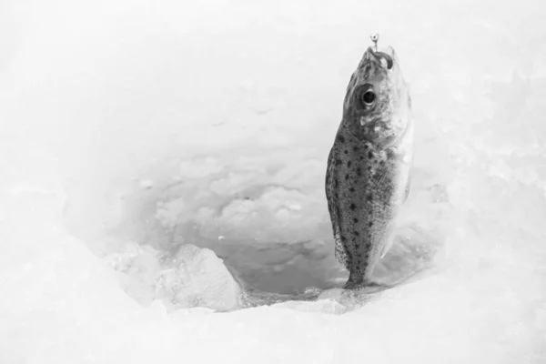 Vinterisfiske Frostig Sjö — Stockfoto