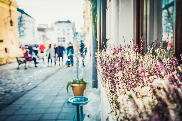 Magnifik Vinter Lviv Arkitektur Och Gator — Stockfoto