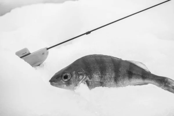 Buz Gibi Gölde Kış Balıkçılığı — Stok fotoğraf