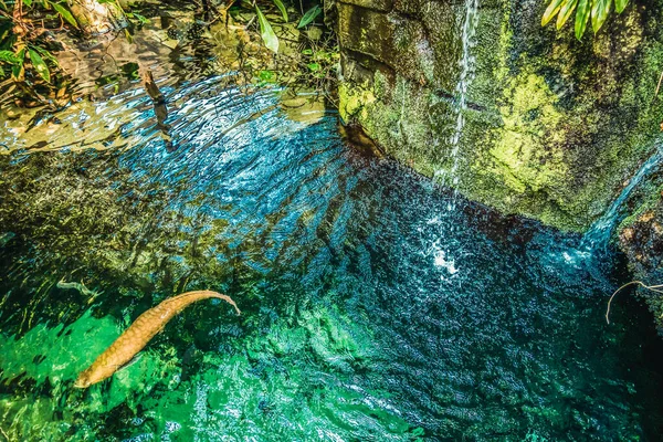 Bellissimo Mondo Sottomarino Pesce Mare Alghe — Foto Stock