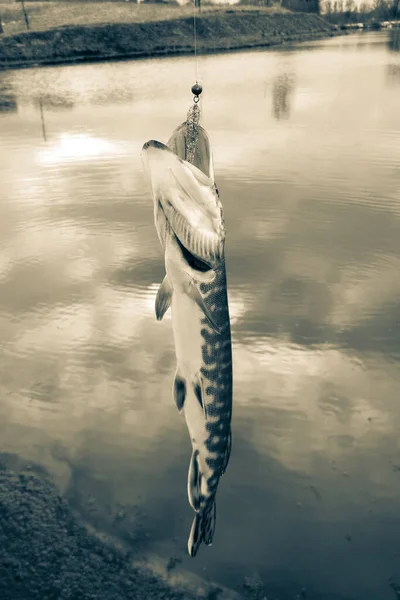 Pesca Lucio Lago — Foto de Stock