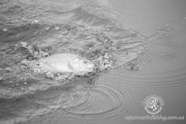 Trout Fishing Lake Fishing Recreation — Stock Photo, Image