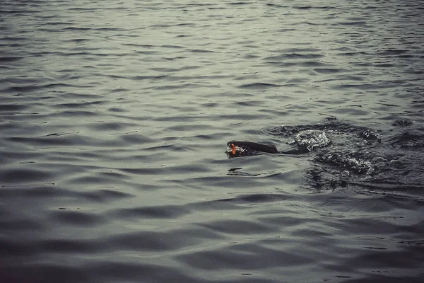 湖での釣り — ストック写真