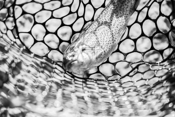 Pesca Alla Trota Sul Lago — Foto Stock