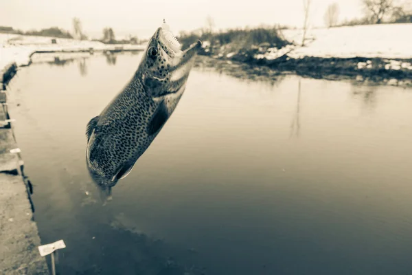 Pesca Alla Trota Sul Lago — Foto Stock