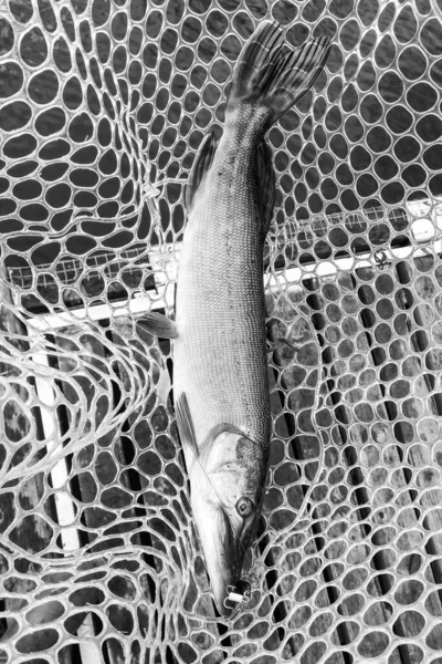 Pêche Brochet Sur Lac Loisirs Pêche — Photo