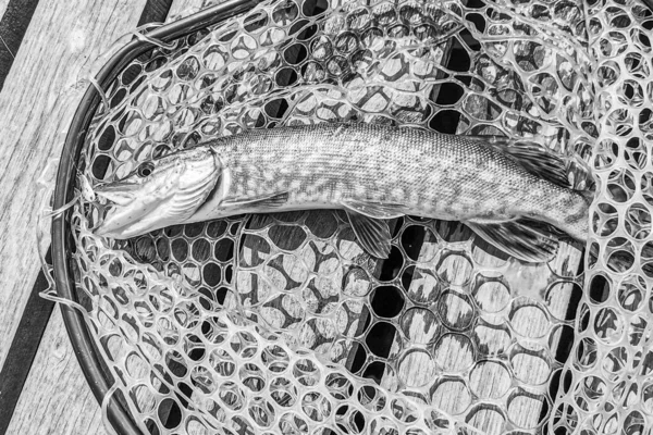 Pesca Descanso Rural Antecedentes Sobre Tema Recreação — Fotografia de Stock