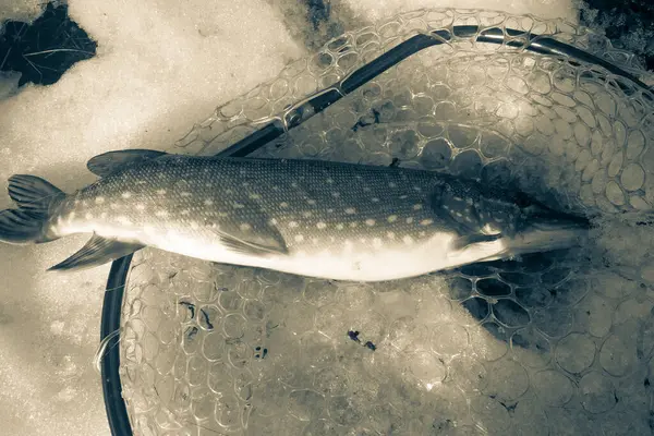 Pesca Del Luccio Sul Lago Attività Ricreative Pesca — Foto Stock