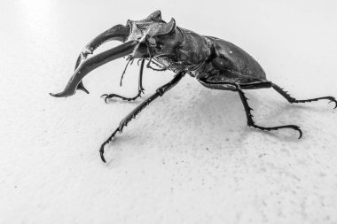 Beyaz arka planda gergedan böceği. Doğa