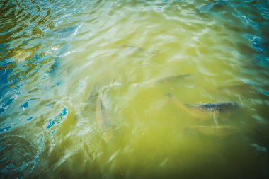 Kopenhag 'daki Güzel Rosenborg Kalesi