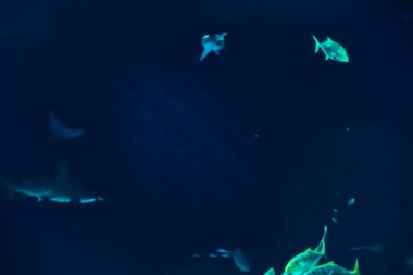 Balık yosunlarının güzel sualtı dünyası