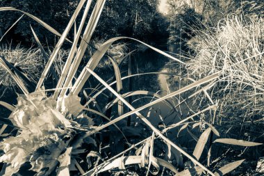 Güzel bir tarihi parkta muhteşem bir sonbahar.