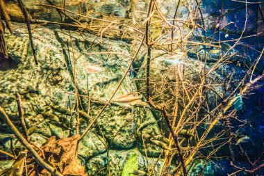 Balık yosunlarının güzel sualtı dünyası