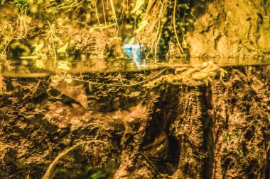 Balık yosunlarının güzel sualtı dünyası