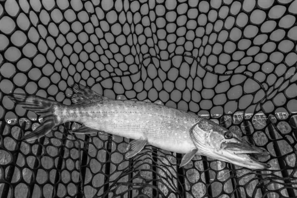 Pesca Del Luccio Sul Lago — Foto Stock