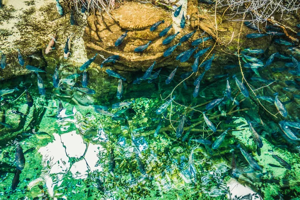 Belo Mundo Subaquático Mar Algas Peixe — Fotografia de Stock