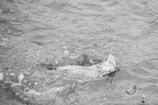 Forel Vissen Het Meer Recreatie Visserij — Stockfoto