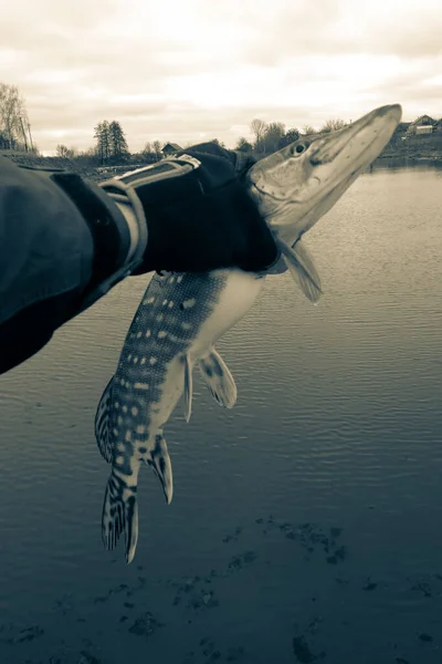 Pesca Lucio Lago — Foto de Stock