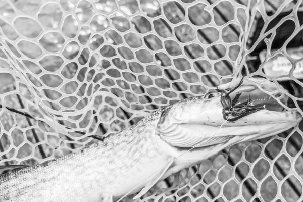 Pesca Descanso Rural Antecedentes Sobre Tema Recreação — Fotografia de Stock