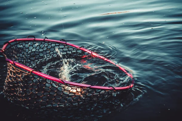 Rybolov Pstruhů Jezeře Sportovní Rybolov Outdoorové Aktivity — Stock fotografie