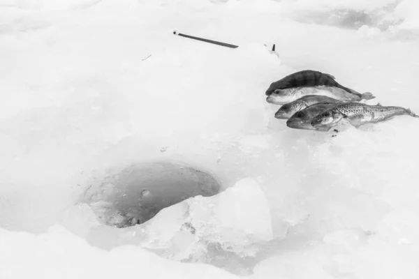 Pesca Gelo Inverno Lago Gelado — Fotografia de Stock